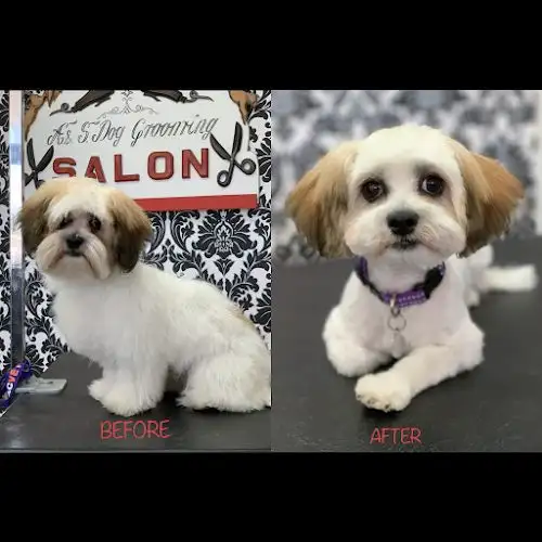 A & S Dog Grooming - Pet Groomer in Carseldine