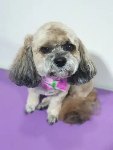 All Breeds Clip'n'Clean Grooming - Pet Groomer in Caveside