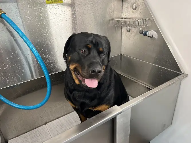 All Seasons All Paws - Pet Groomer in Oaky Park