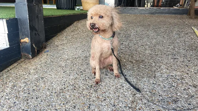 Animal Affair Pet Grooming - Pet Groomer in Bokarina