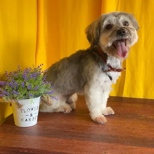 Anna's Dog Grooming - Pet Groomer in Ingleburn