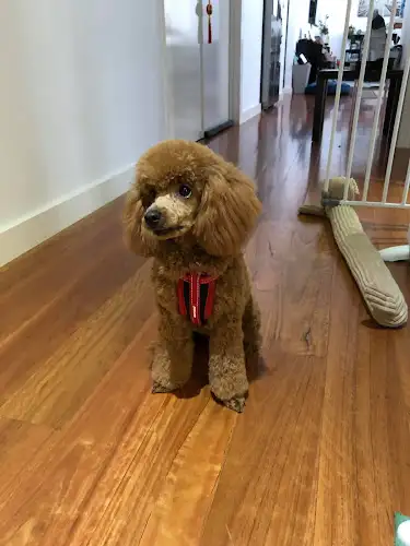 Applebox Pet Groomers - Pet Groomer in Point Cook