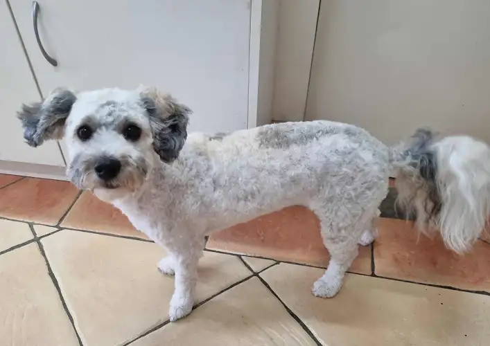 Ashfield Pet Mansion - Pet Groomer in Ashfield