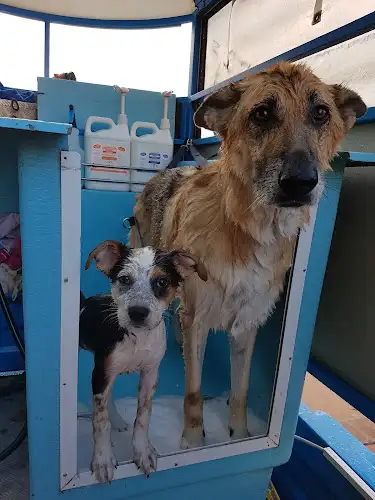 Aussie Pooch Mobile Dog Wash And Grooming Victoria Point - Pet Groomer in Victoria Point