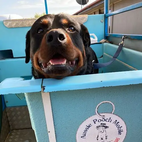 Aussie Pooch Mobile Dog Wash Bundaberg East And Coast - Pet Groomer in Branyan