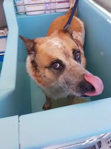 Aussie Pooch Mobile Dog Wash Caboolture - Pet Groomer in Bracalba