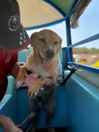 Aussie Pooch Mobile Dog Wash Carseldine - Pet Groomer in Bracken Ridge