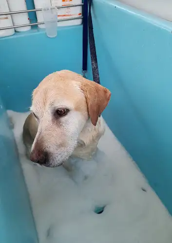 Aussie Pooch Mobile Dog Wash Guildford - Pet Groomer in Camellia