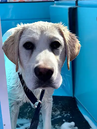 Aussie Pooch Mobile Dog Wash Harrington Park - Pet Groomer in Harrington Park