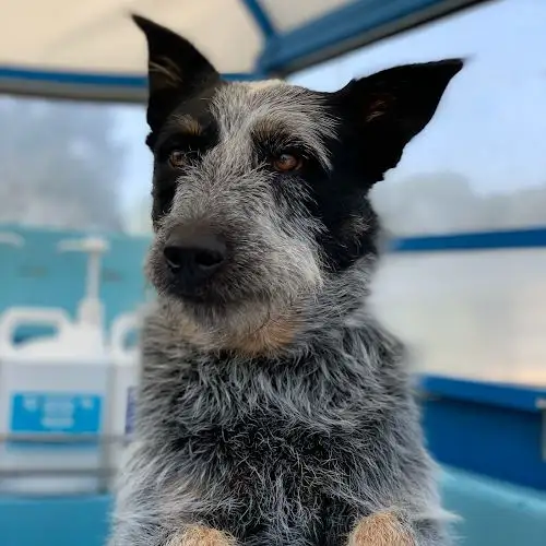 Aussie Pooch Mobile Dog Wash Mount Annan - Pet Groomer in Ellis Lane