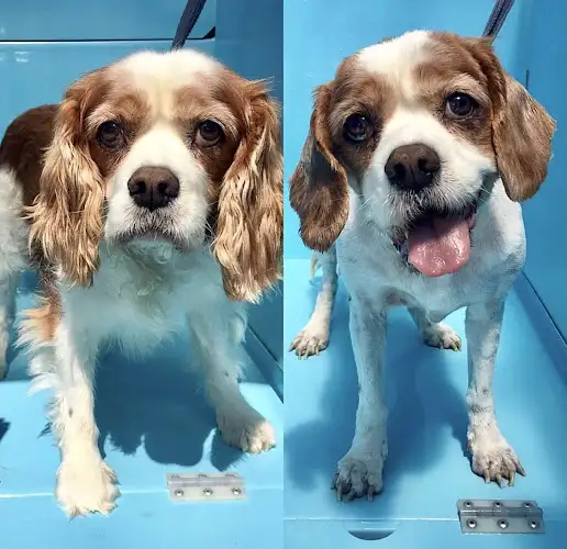 Aussie Pooch Mobile Dog Wash Noosa - Pet Groomer in Bridges