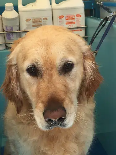 Aussie Pooch Mobile Dog Wash Seven Hills - Pet Groomer in Arndell Park
