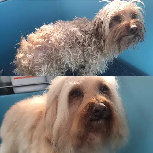 Aussie Pooch Mobile Dog Wash Wollongong Area - Pet Groomer in Tarrawanna
