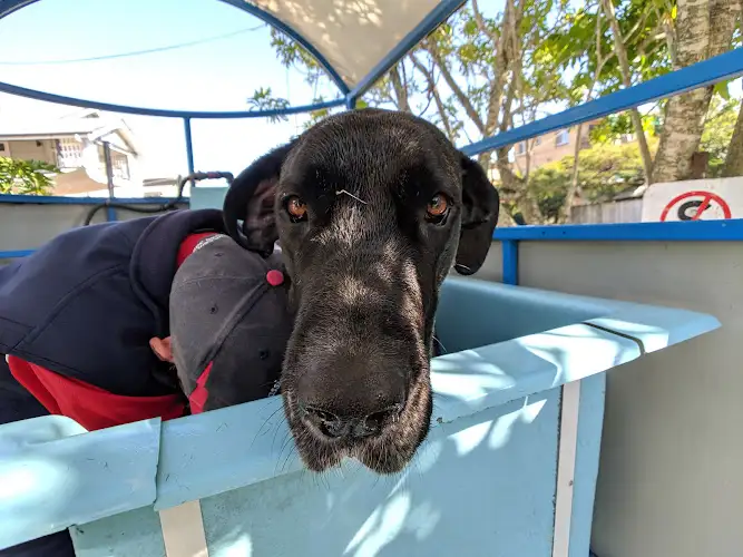 Aussie Pooch Mobile Dog Wash Yeronga - Pet Groomer in Cornubia