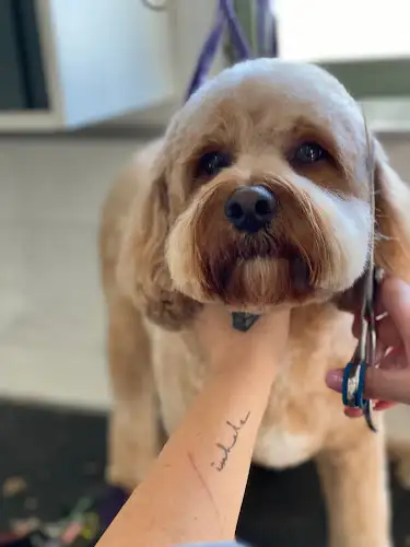 Bang Bang & Fluff Pet Grooming - Pet Groomer in Kembla Grange