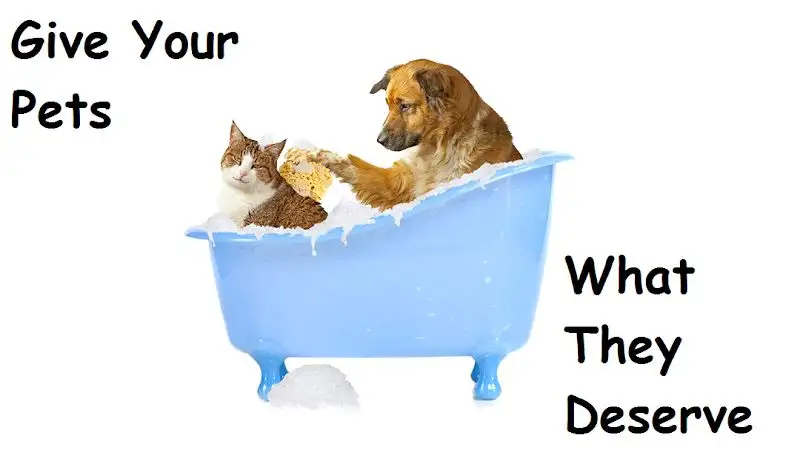 Bark N' Bath - Pet Groomer in Ciccone