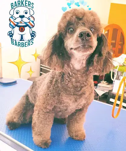 Barkers Barbers Dog Grooming - Pet Groomer in Kallangur