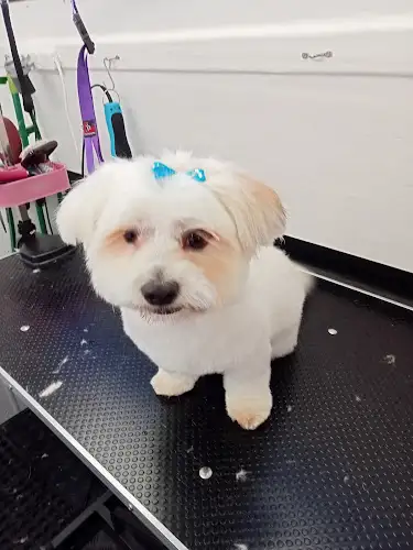 Barkers Bazaar Mobile Dog Wash And Groom - Pet Groomer in Bracken Ridge