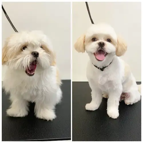 Barkers Grooming Daycare - Pet Groomer in Sherwood