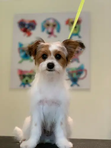 Barkers Grooming & Dog Washing - Pet Groomer in West Pymble