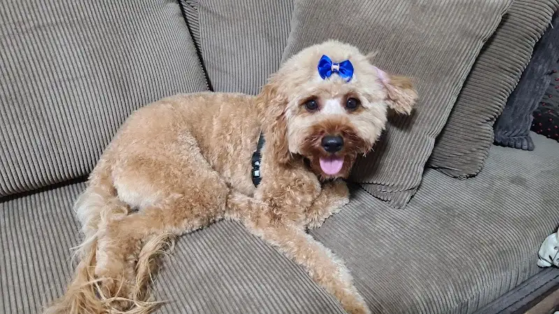 Barking Barber - Pet Groomer in Panania