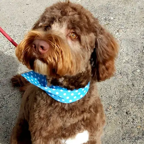 Barking Beauties Dog Grooming - Pet Groomer in Revesby