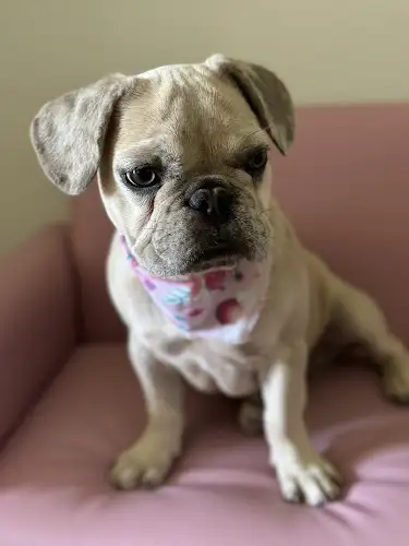 Barkly's & Co - Pet Groomer in Dolls Point