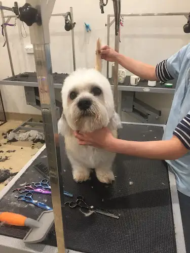 Bath To Bow Dog Groomer - Pet Groomer in Rosebery
