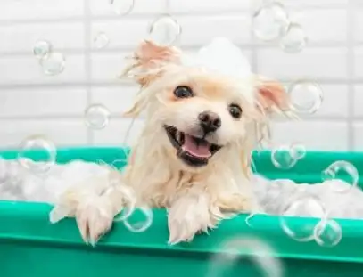 Beach Paws - Pet Groomer in Point Arkwright