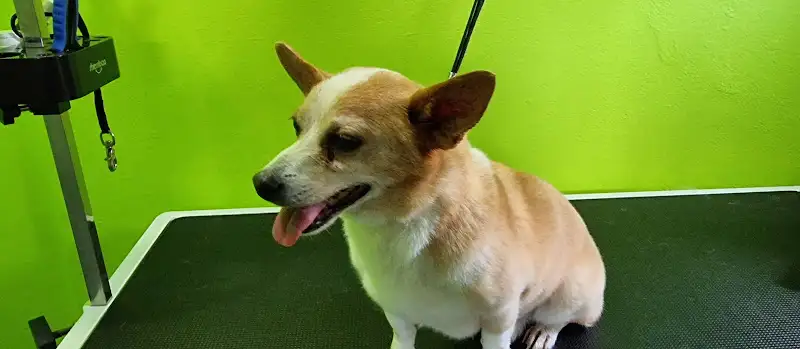 Beck's Dog Grooming - Pet Groomer in Inala