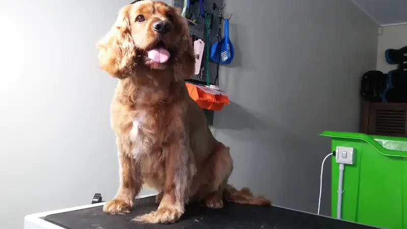 Beecroft Dog Grooming - Pet Groomer in Beecroft
