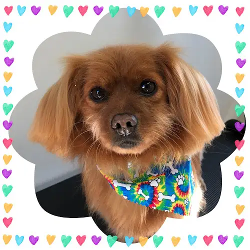 Bega Valley Dog Grooming - Pet Groomer in Bega