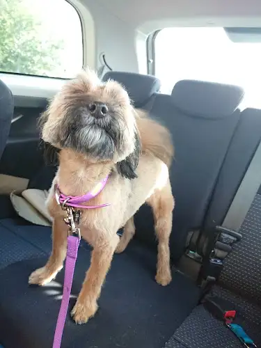 Bella & Beau Dog Grooming Boutique - Pet Groomer in Acacia Ridge
