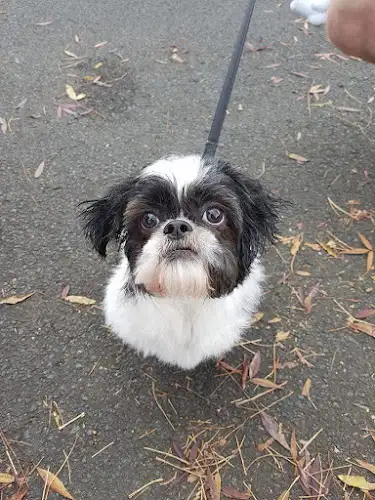 Bernie's Boutique Grooming - Pet Groomer in Thirlmere