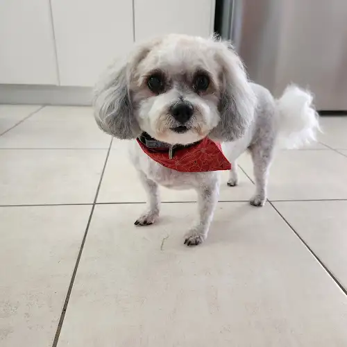 Best Mates Dog And Cat Grooming Salon - Pet Groomer in Pialba