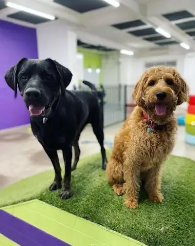 Bloomingtails - Pet Groomer in Artarmon