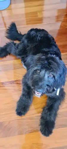 Blue Mountains Dog Grooming - Pet Groomer in Katoomba