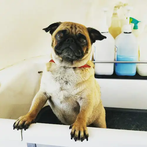 Blue Wheelers Bundaberg North - Pet Groomer in Branyan