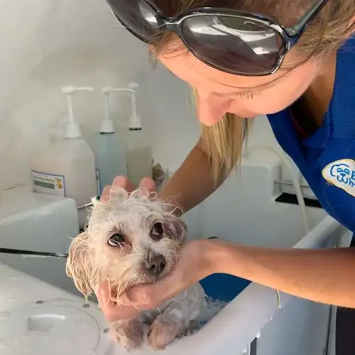 Blue Wheelers Chipping Norton - Pet Groomer in Ashcroft