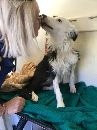 Blue Wheelers North Lakes - Pet Groomer in Branch Creek