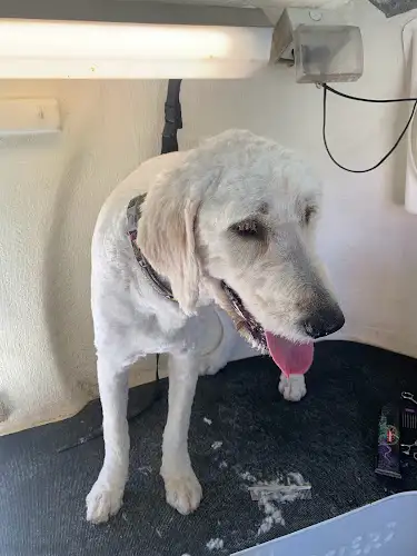 Blue Wheelers Nundah - Pet Groomer in Bridgeman Downs