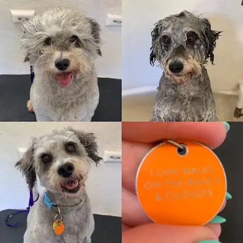 Blue Wheelers Portarlington - Pet Groomer in Black Springs