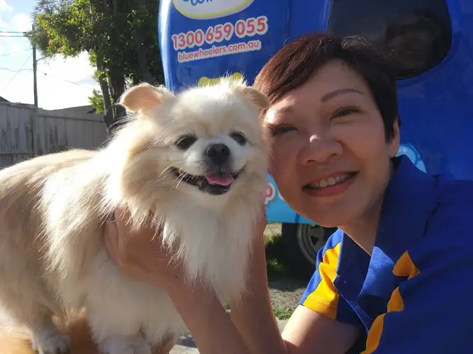 Blue Wheelers Strathfield - Pet Groomer in Ashbury