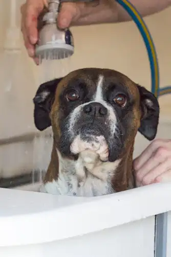 Blue Wheelers Vermont - Pet Groomer in Black Springs