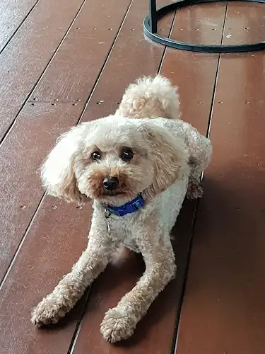 Bongaree Bubbles & Clips Dog Groomers - Pet Groomer in Bongaree