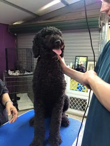 Bow Wow Meow Pet Salon - Pet Groomer in Narellan