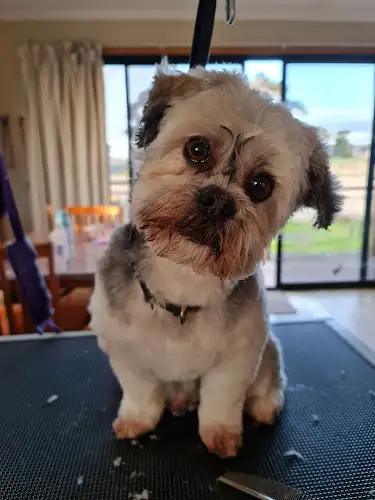Brit's Barkin' Beauties - Pet Groomer in Clarence Point