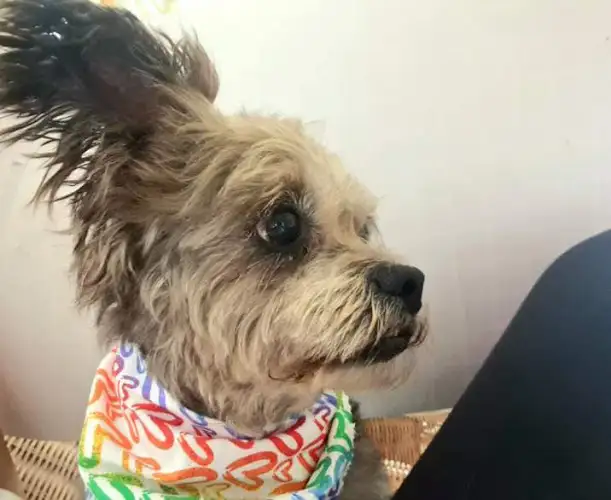 Brushes & Bows Grooming Salon - Pet Groomer in Capalaba