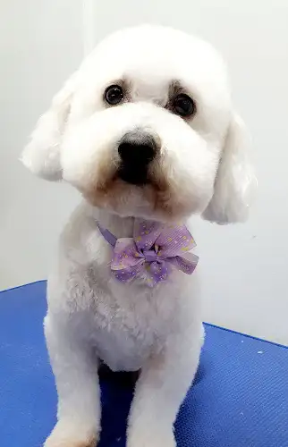 Bubble Pupz - Pet Groomer in Burpengary