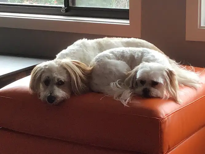 Bubbles Dog Spa & Groom - Pet Groomer in Kingston